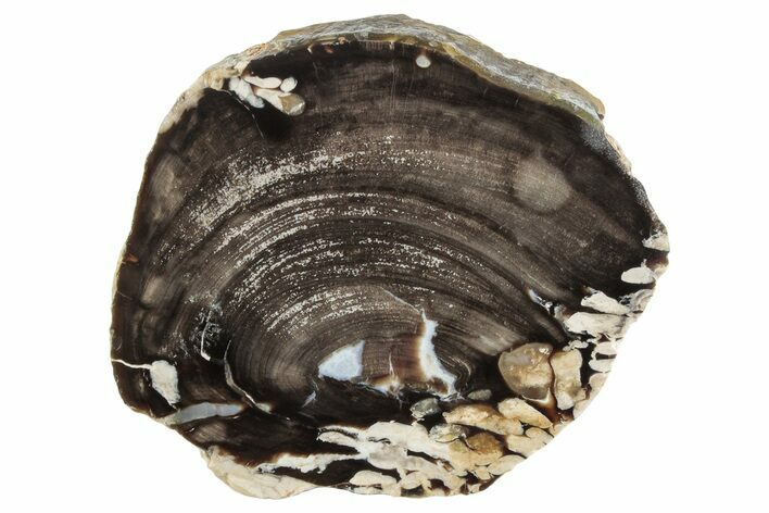 Petrified Peanut Wood Section - Australia #239835